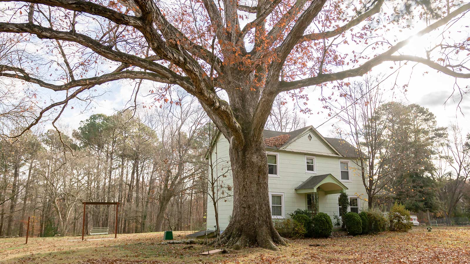 Mature trees thriving in a healthy landscape.