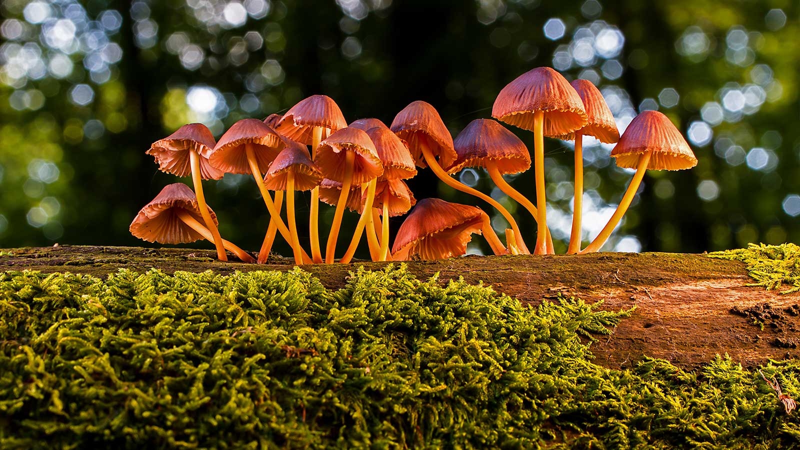 Mycorrhizal fungi network supporting tree root health.