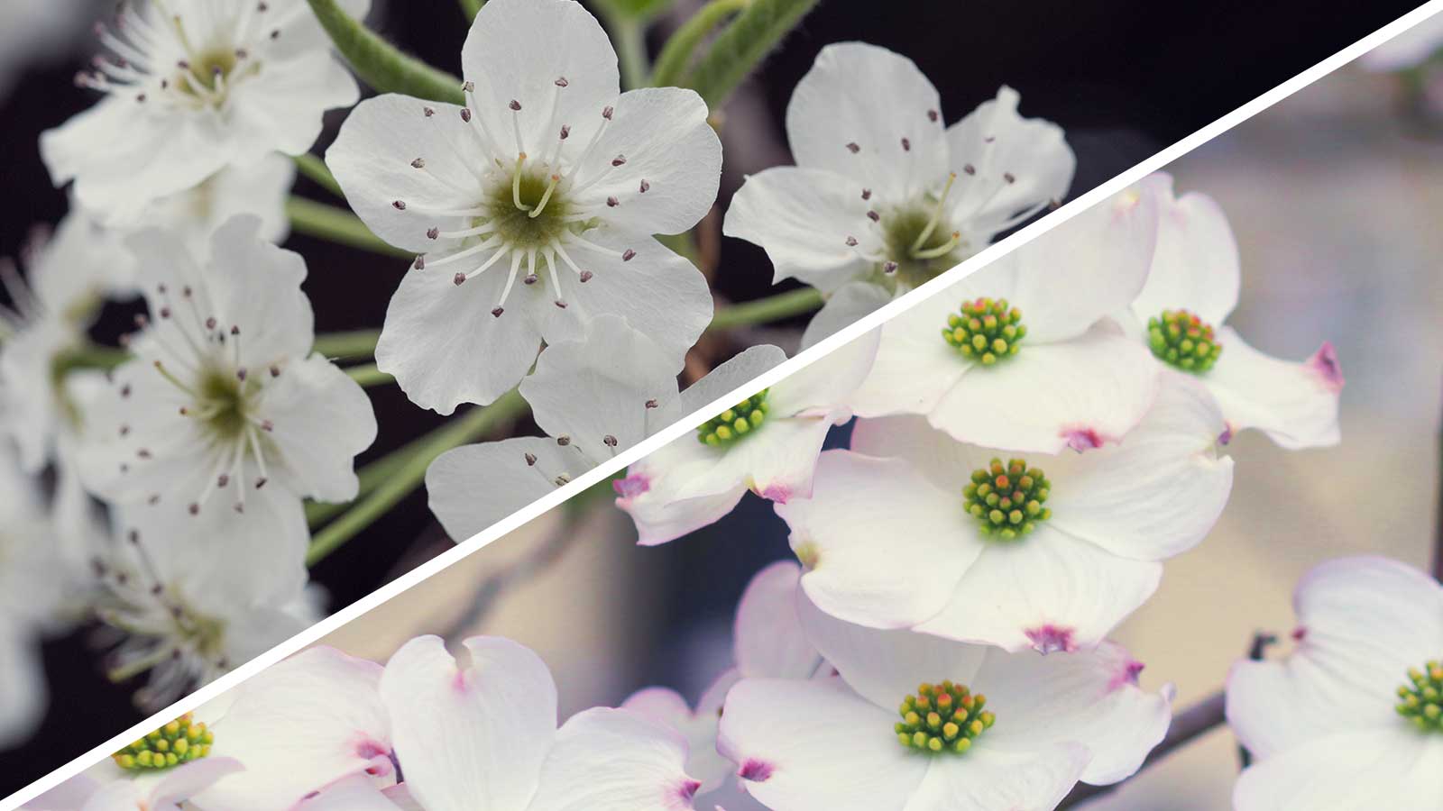 Comparison of trees with white blossoms demonstrating native species for north North Carolina
