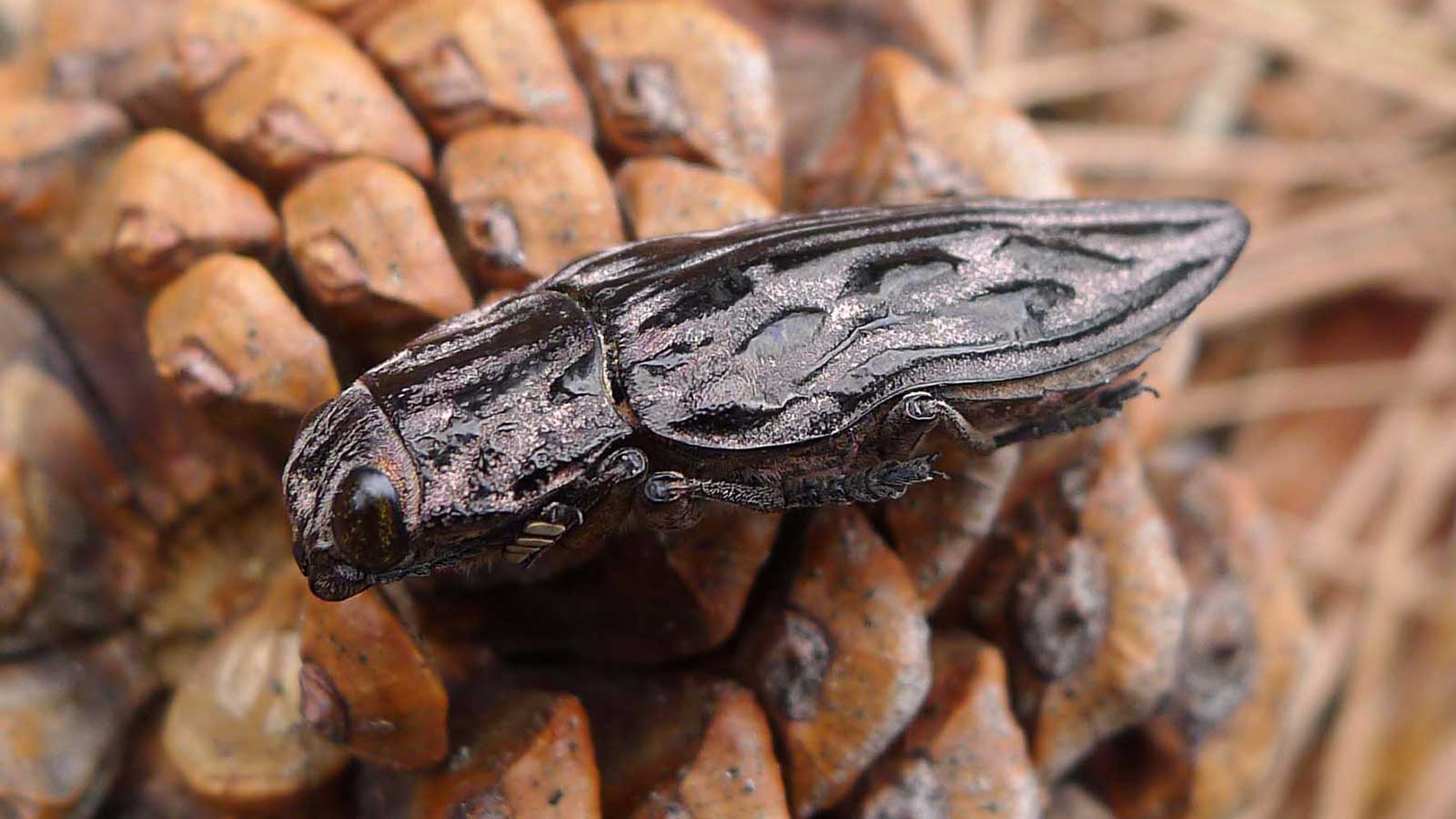 Illustration of pine borer beetle and signs of tree infestation.