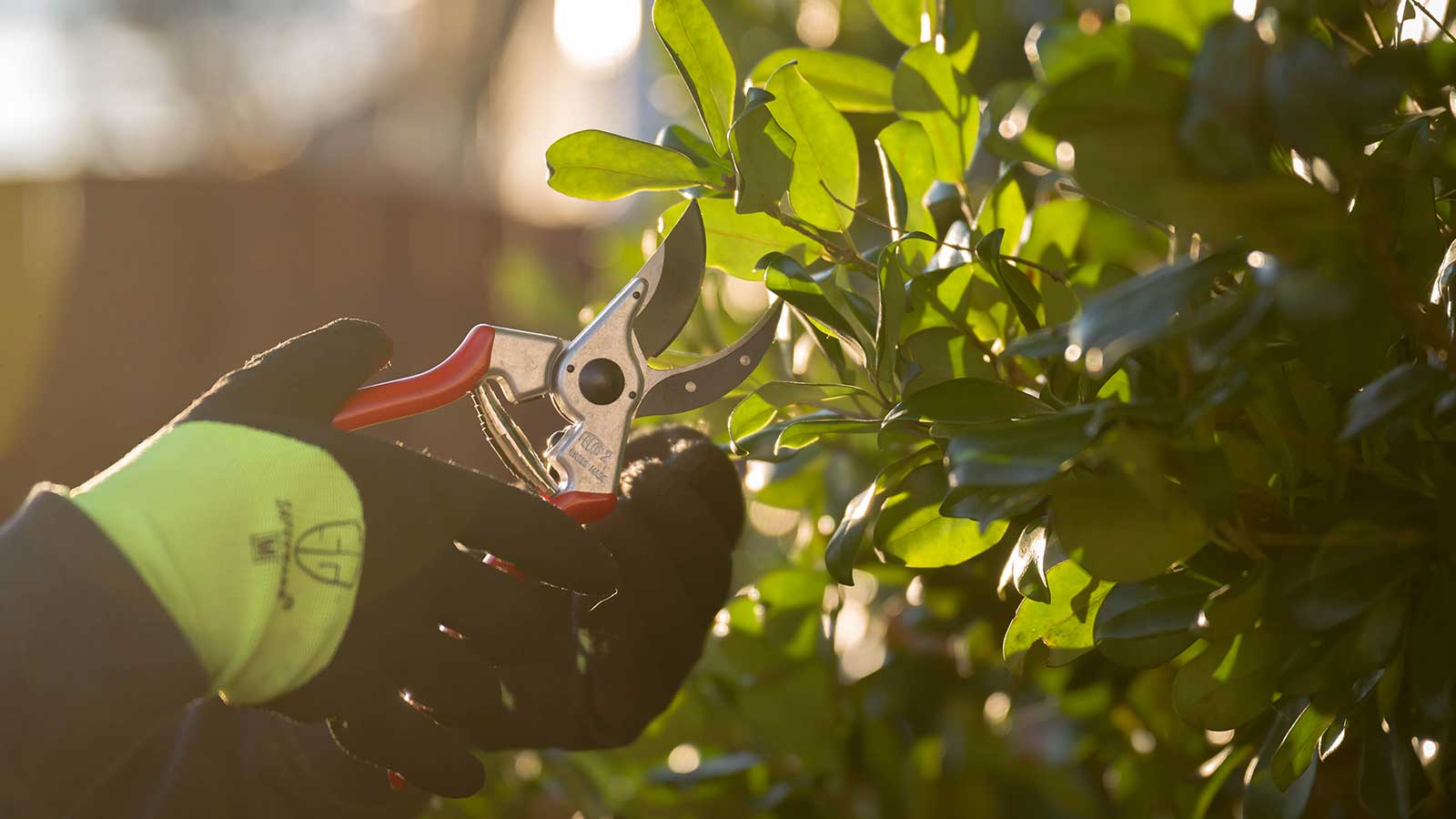 Hand pruning tools and techniques for healthy shrub maintenance.