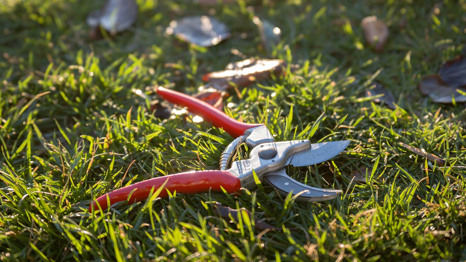 Essential hand pruning tools and supplies for healthy shrubs.