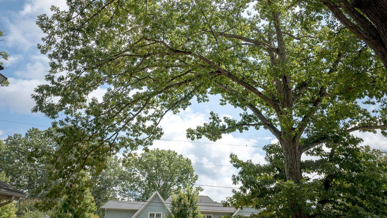 Structural pruning for tree safety and healthy branch structure.