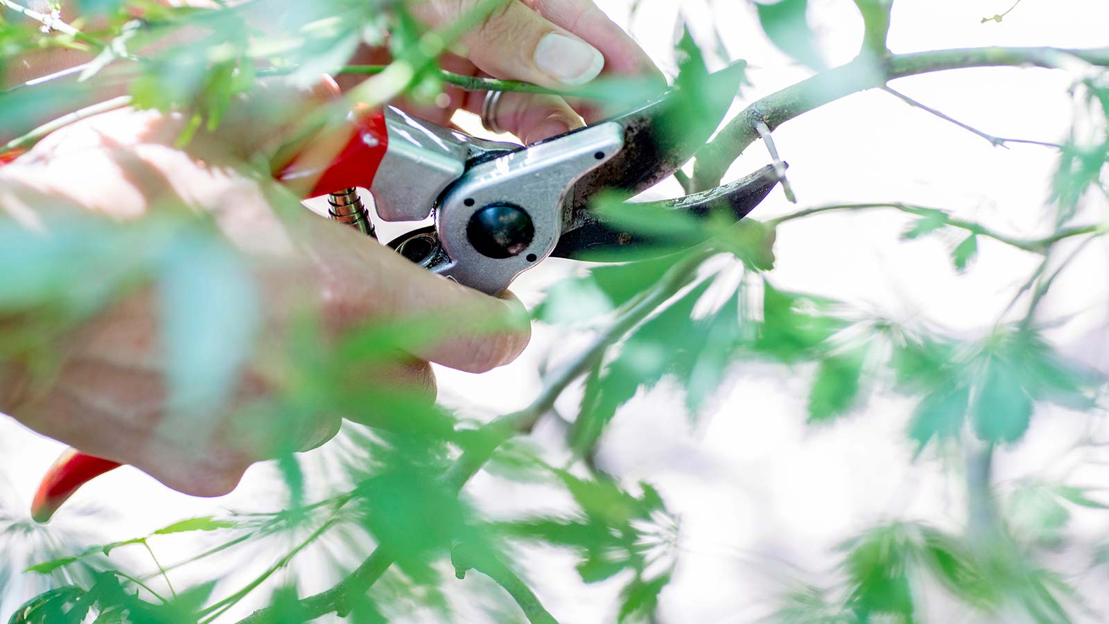 Proper pruning techniques for healthy tree maintenance.