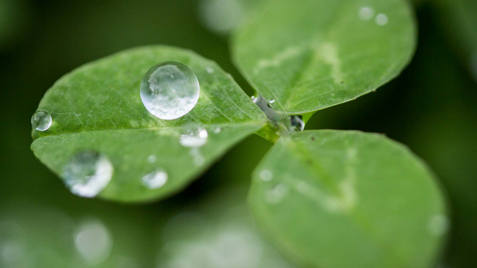 Closeup photo of dew on clover leaves