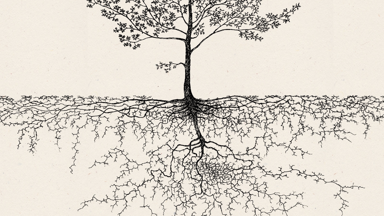 Diagram showing healthy root structure of various tree species.