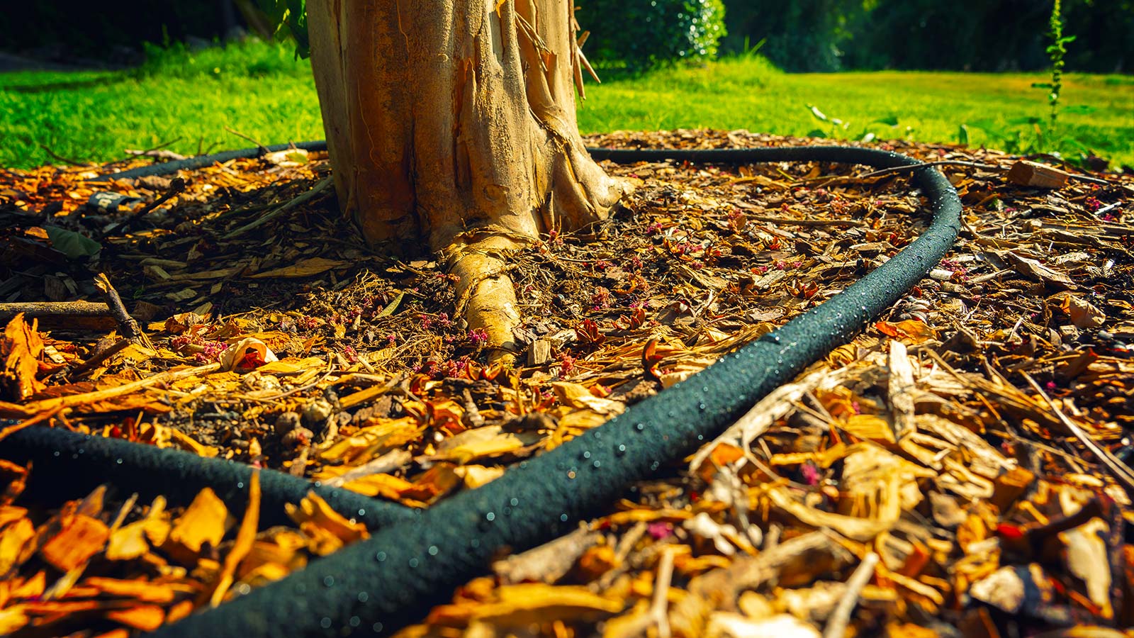 Soaker hose system for automated deep watering of trees.