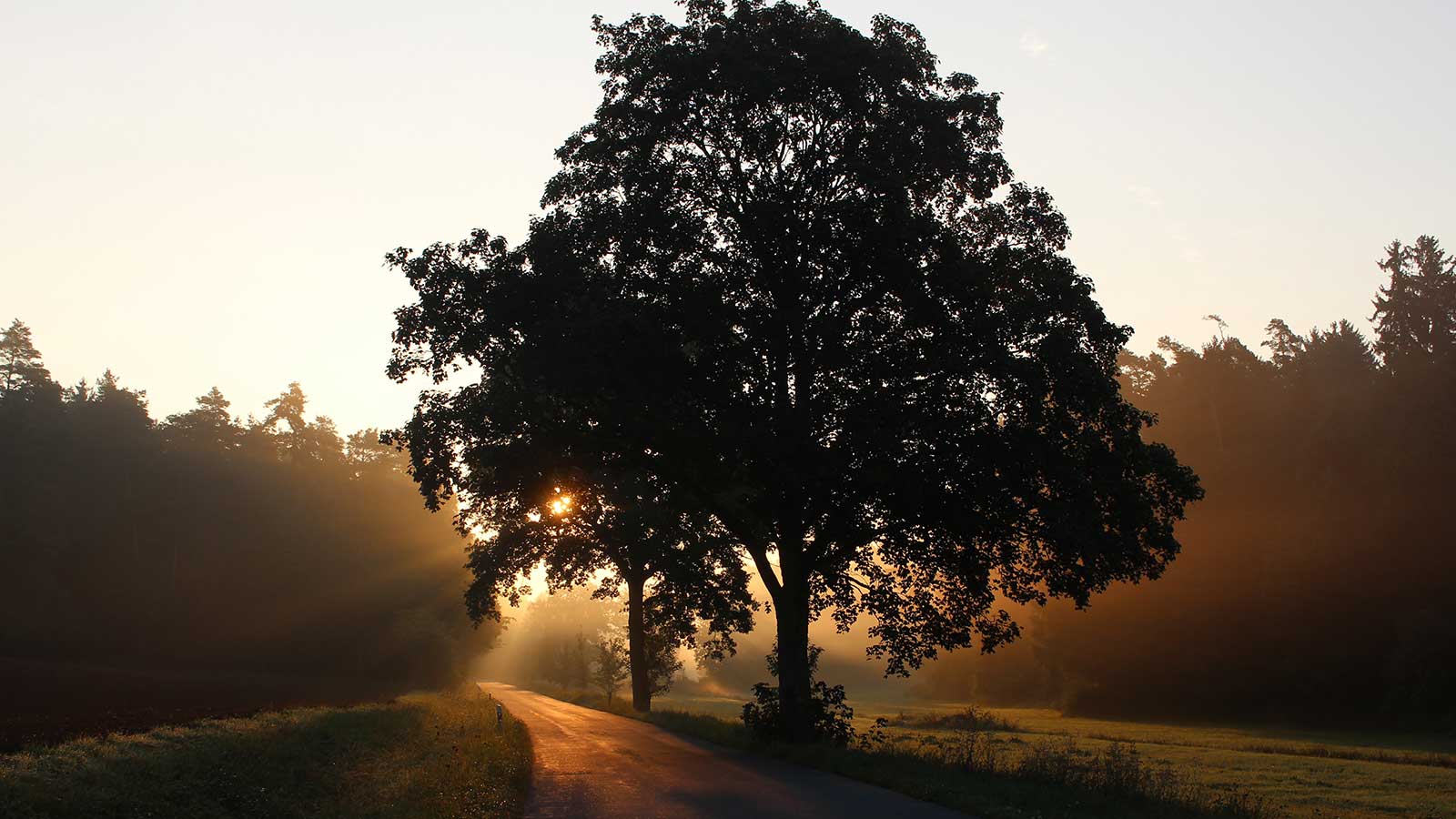 An established tree in a field with sunlight streaming through its leaves