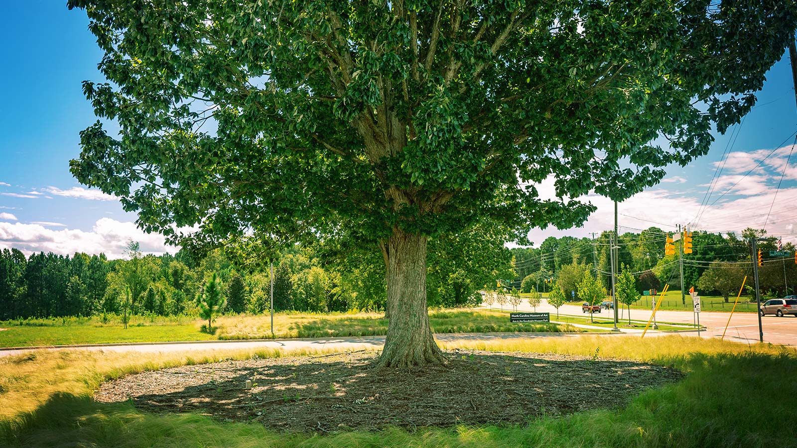 A video tutorial on proper mulching techniques for trees and shrubs.