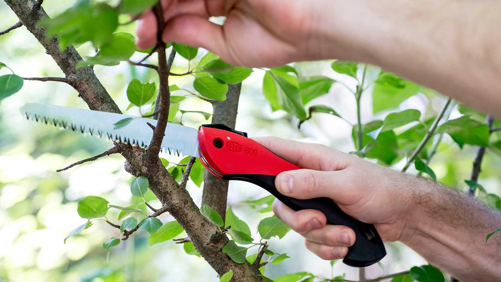 Pruning tools and tree branches for healthy cuts