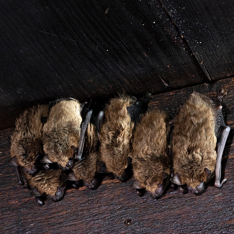 Bats sleeping in a roost, beneficial for ecosystem