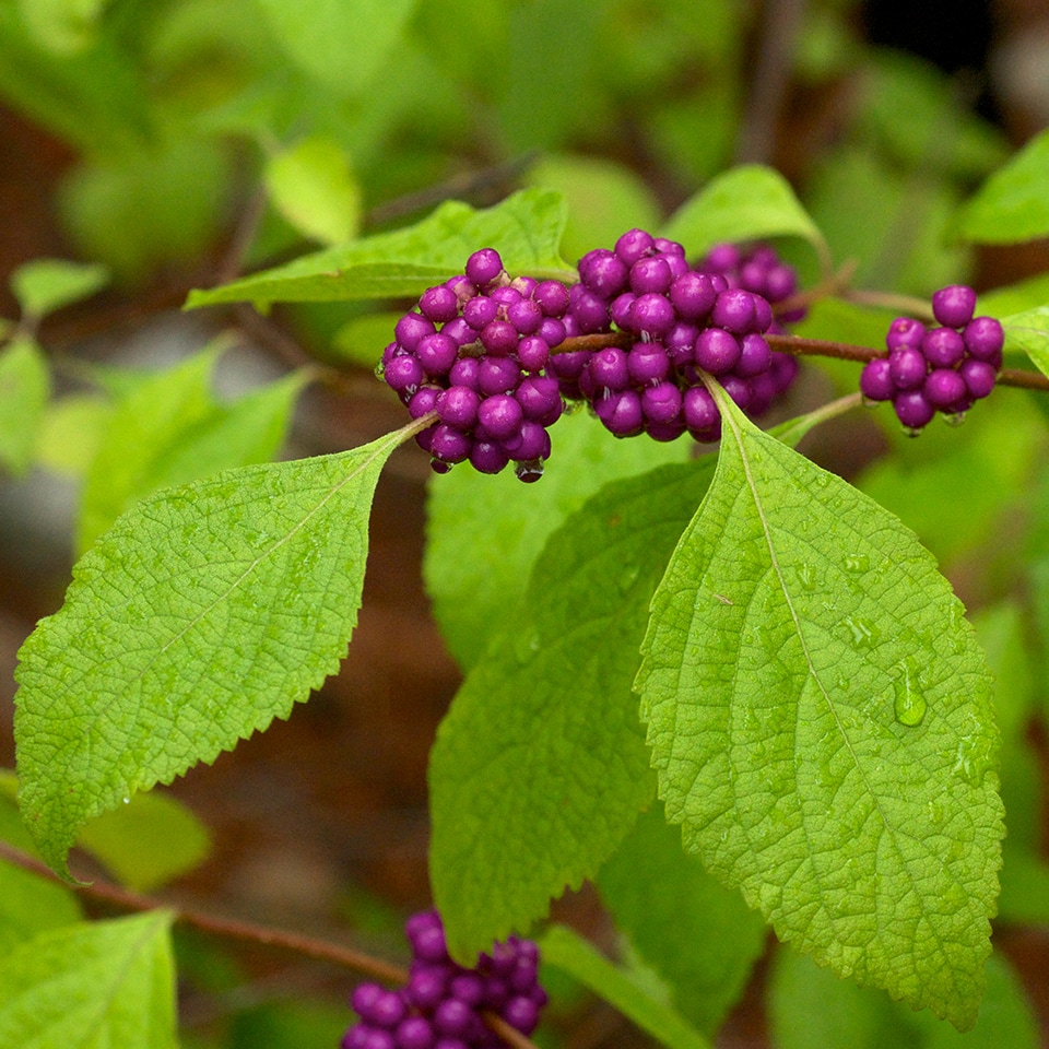 American beautyberry shrub with purple berries