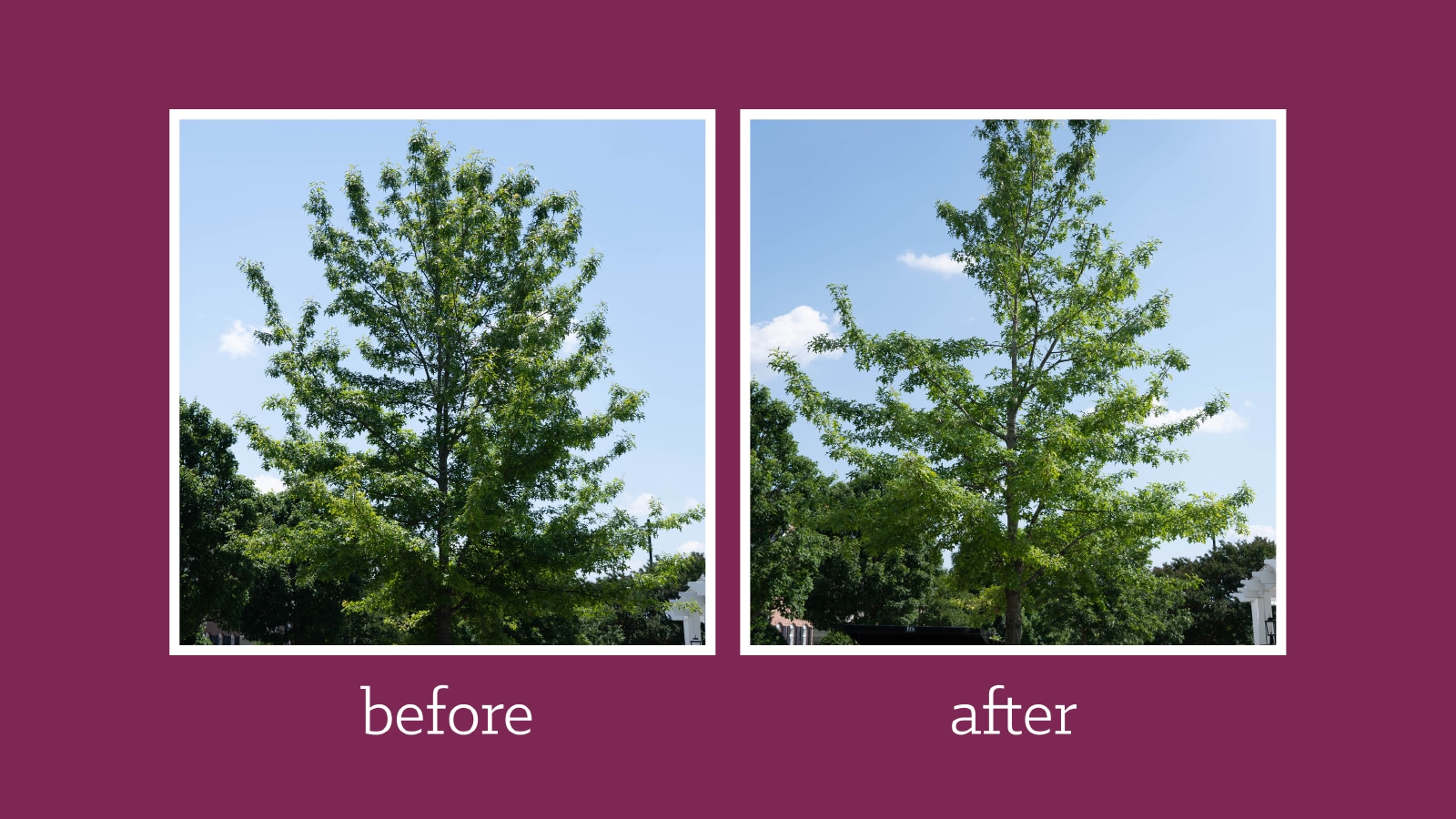 Oak tree before and after pruning, showing improved structure