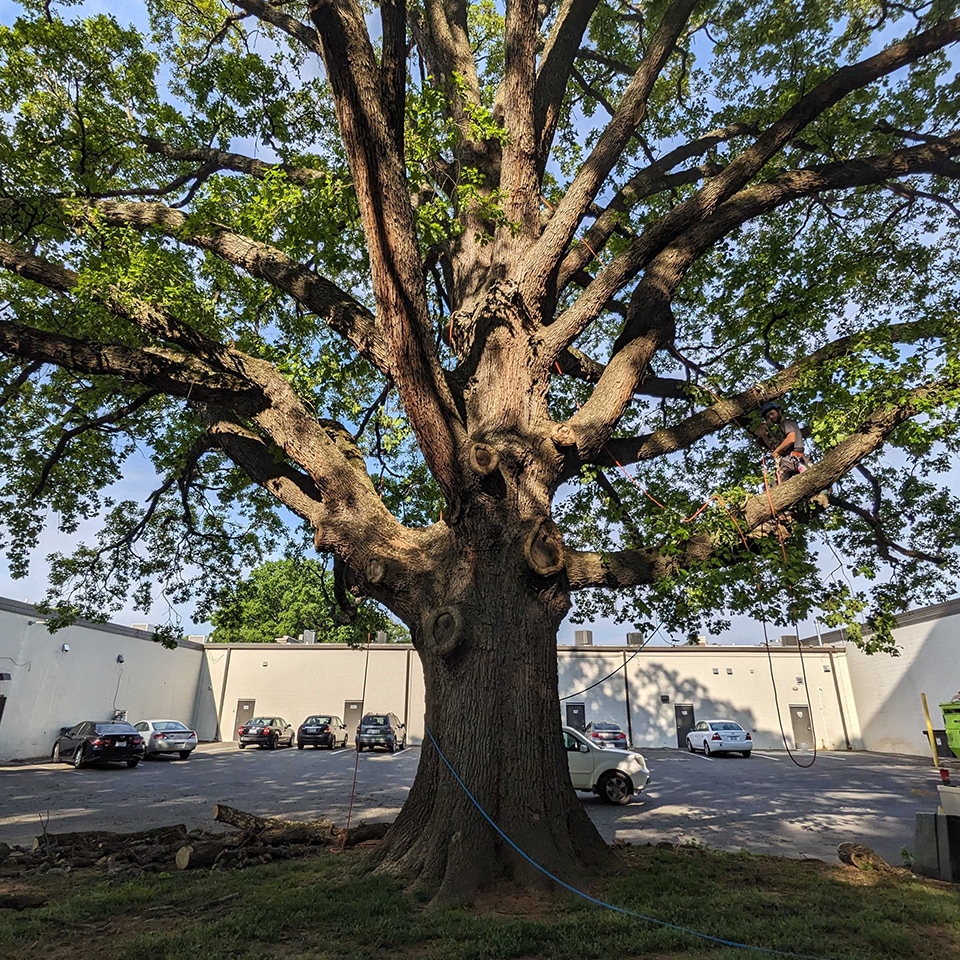 We spent time with a lot of incredible trees.