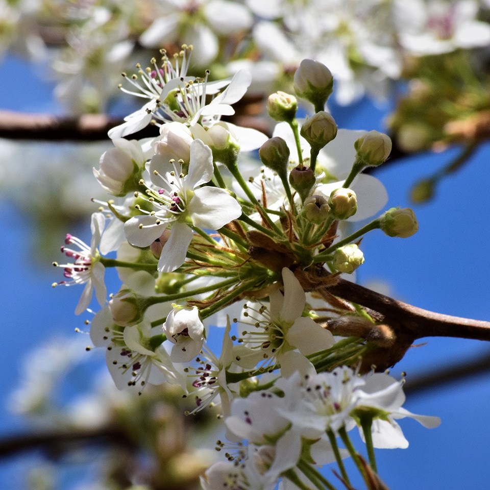 Bradford pear tree, invasive species