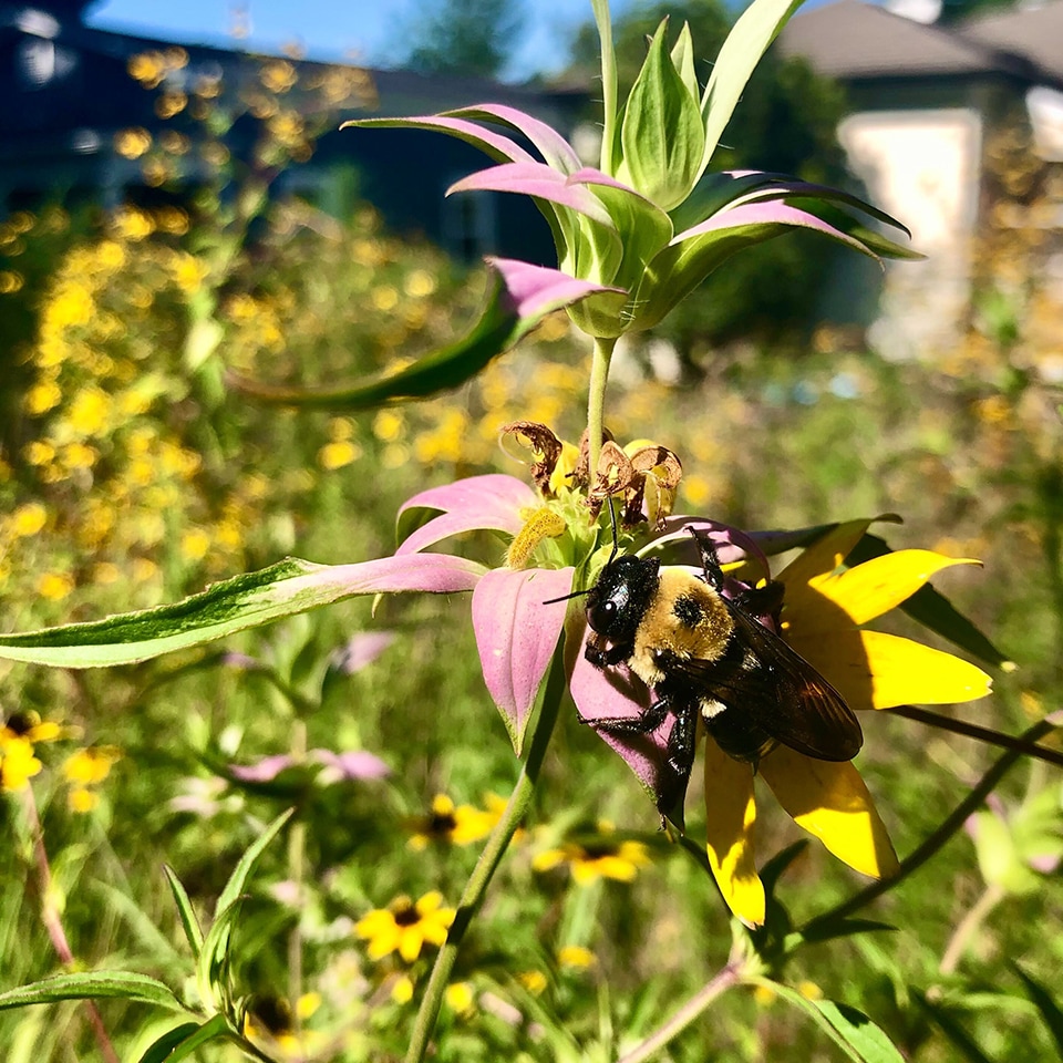 A Mason Bee stops to take a sip of nectar from some Spotted Bee Balm (Monarda punctata) in one of our Piedmont Prairies.