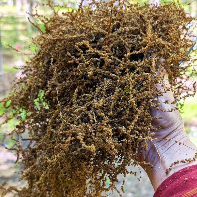 handful of oak catkins