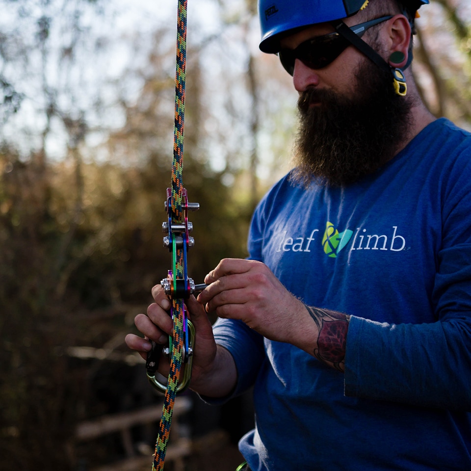 Tree climber using safety equipment
