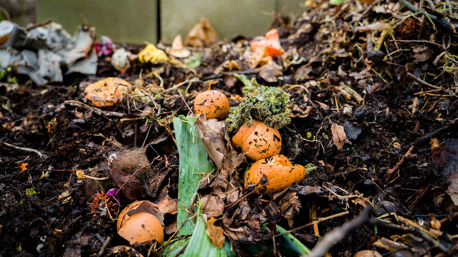 Compost tea brewing process for organic tree fertilization.