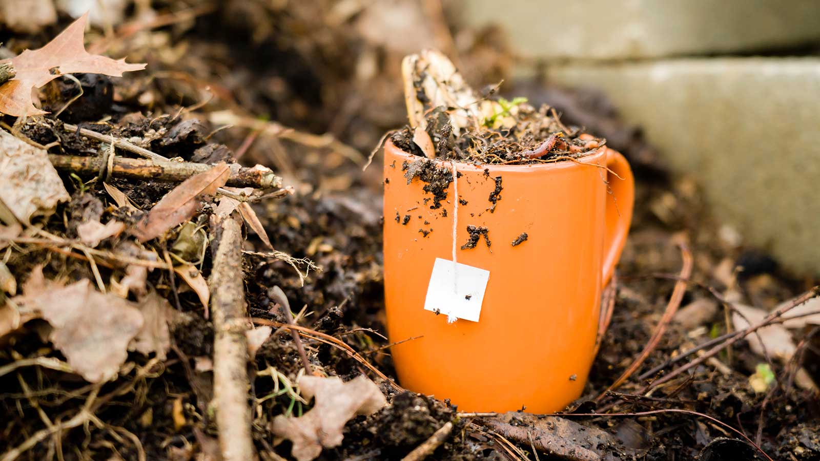 Soil microbes enjoying a compost tea party underground.