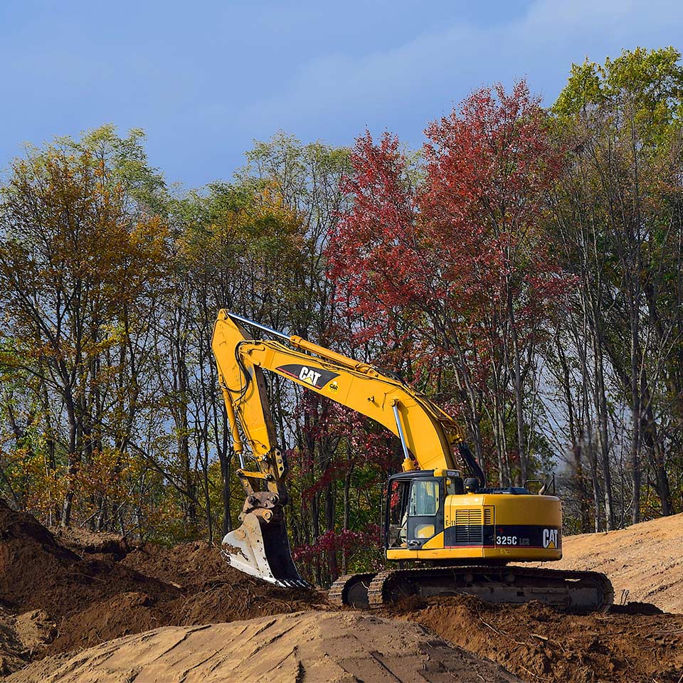 Tree near construction site, at risk of damage