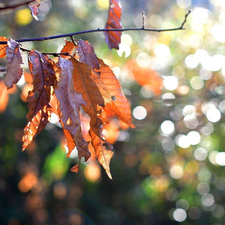 Tree with dead leaves, sign of decline