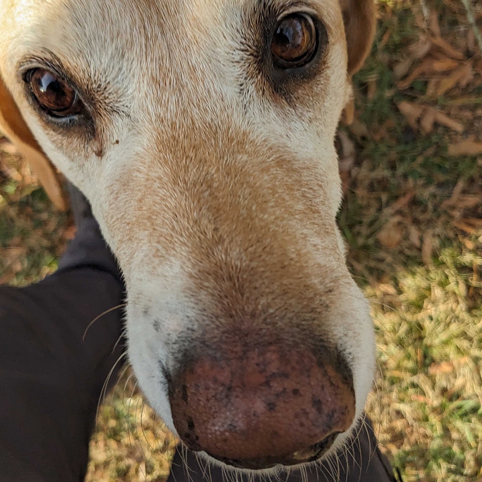 We made friends with many of your cats and dogs.