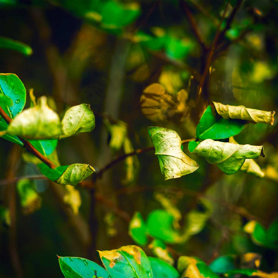 Dry leaves on tree, sign of drought stress