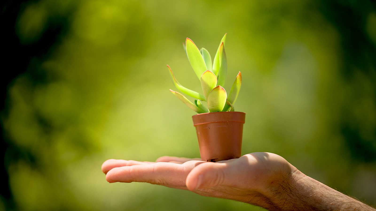 Person holding a small pot with a sapling for Earth Day celebration highlighting plants and trees importance.