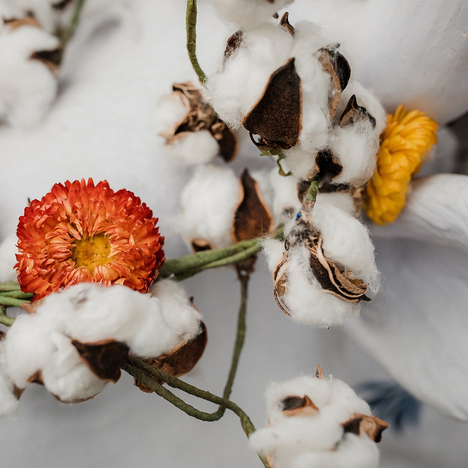 Cotton plant growing, Earth Day theme