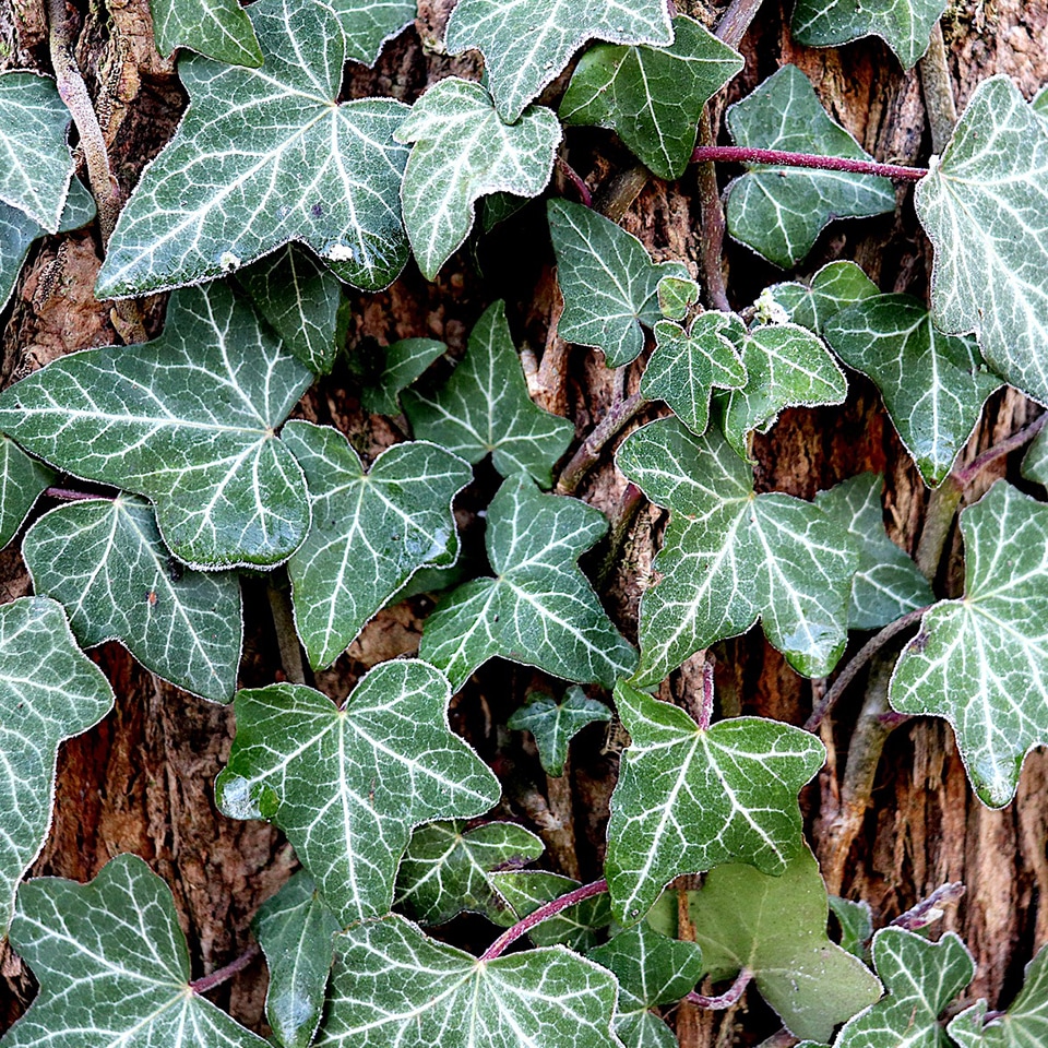 English ivy growing on a tree, demonstrating herbicide options in landscape
