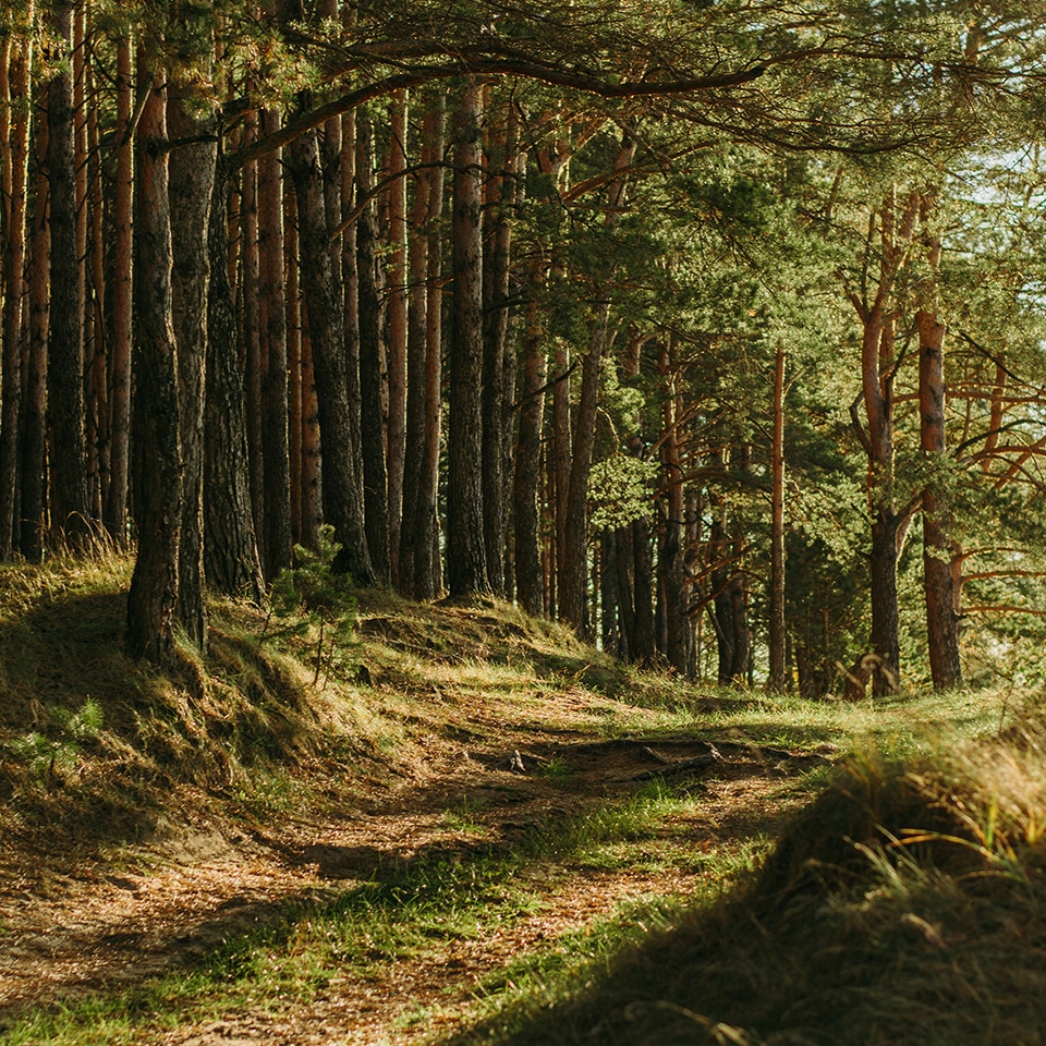 Forest of trees with intertwined roots, providing storm resilience