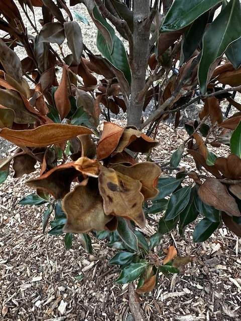 frost damage on magnolia leaf