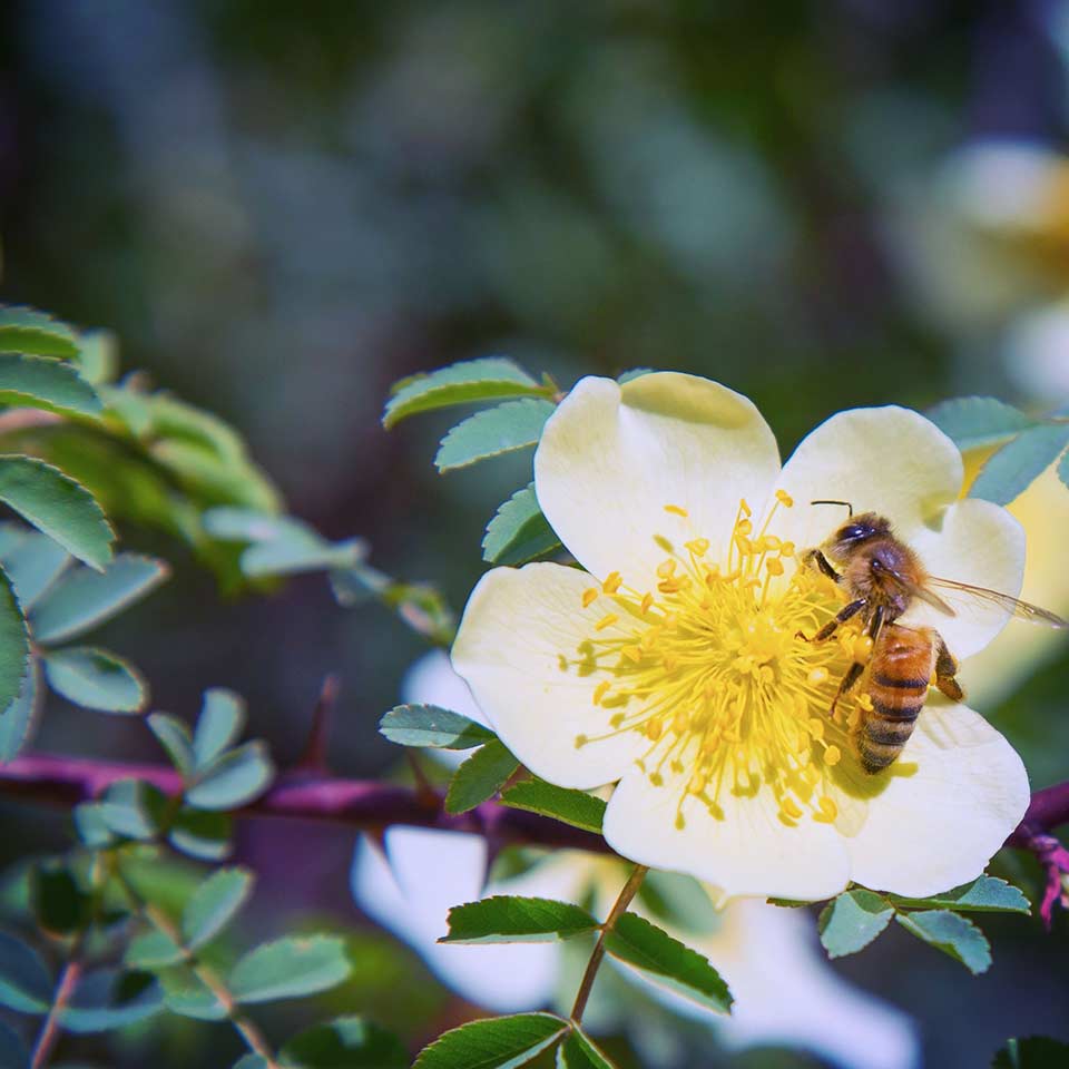 Mushroom tinctures tested on honeybees