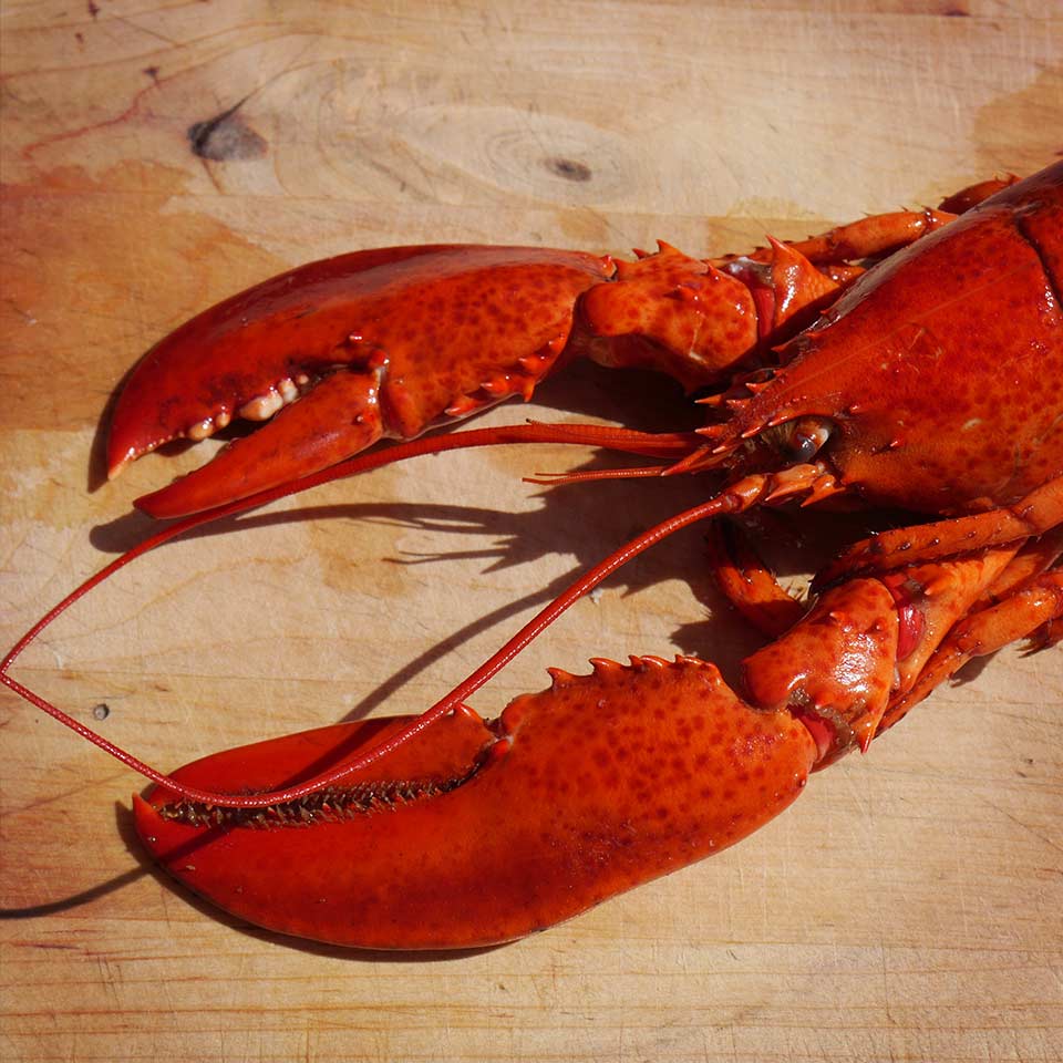 Fungi with similarities to lobsters