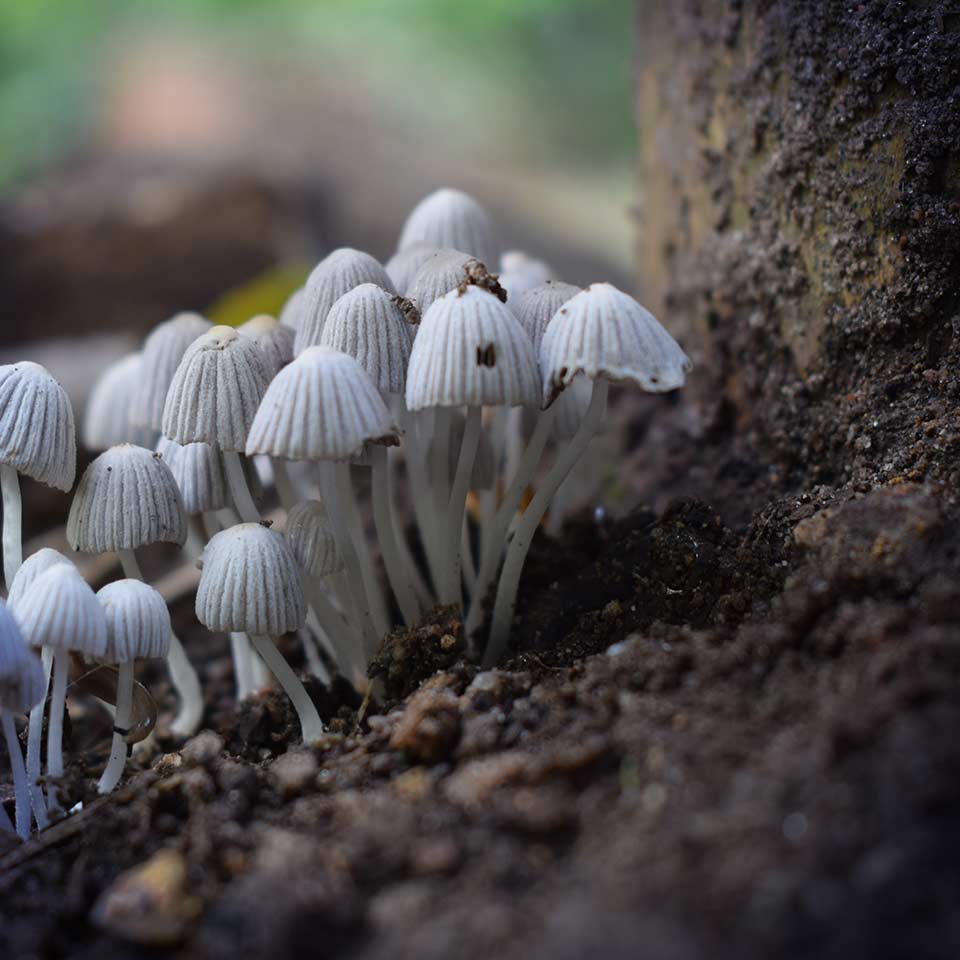 Fungi aiding in mineral absorption for trees