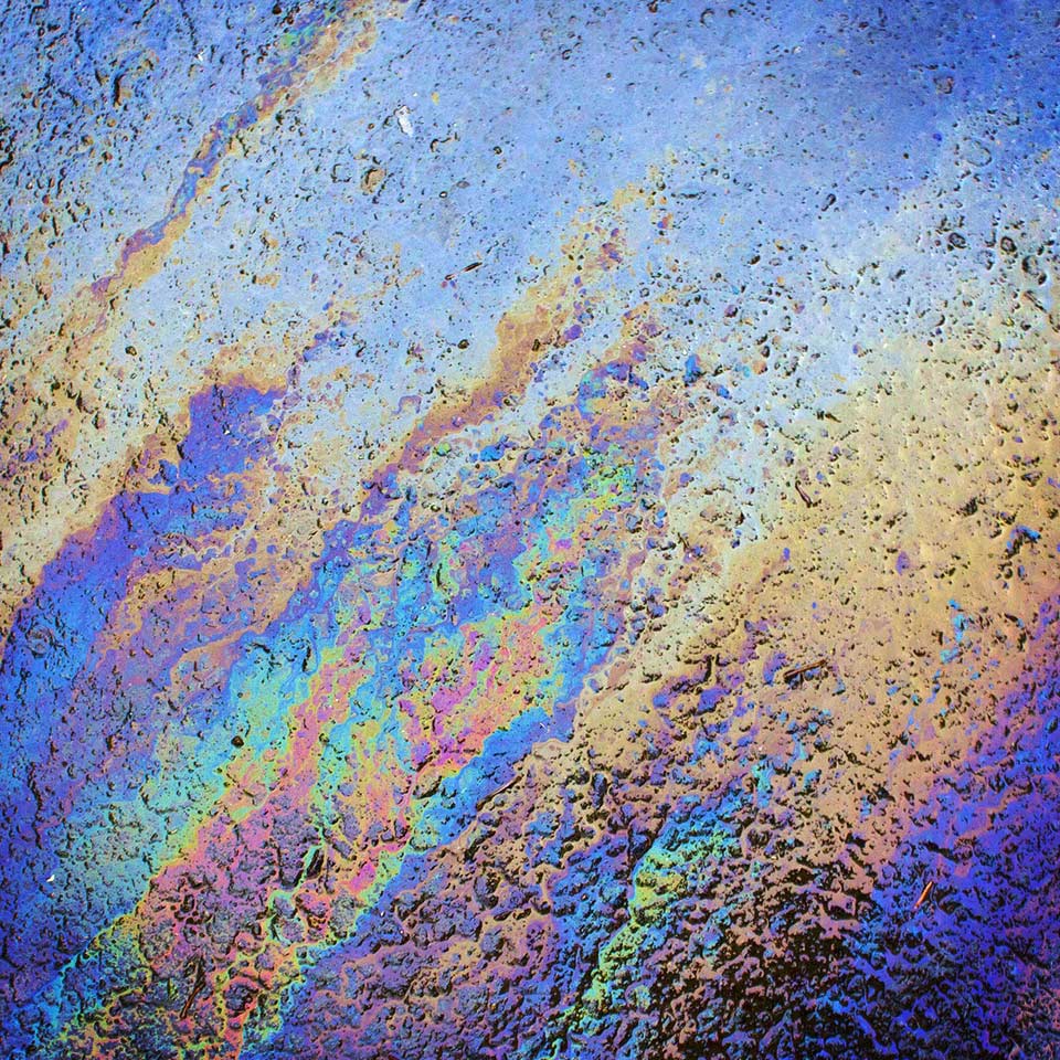 Fungi used to clean up oil spills