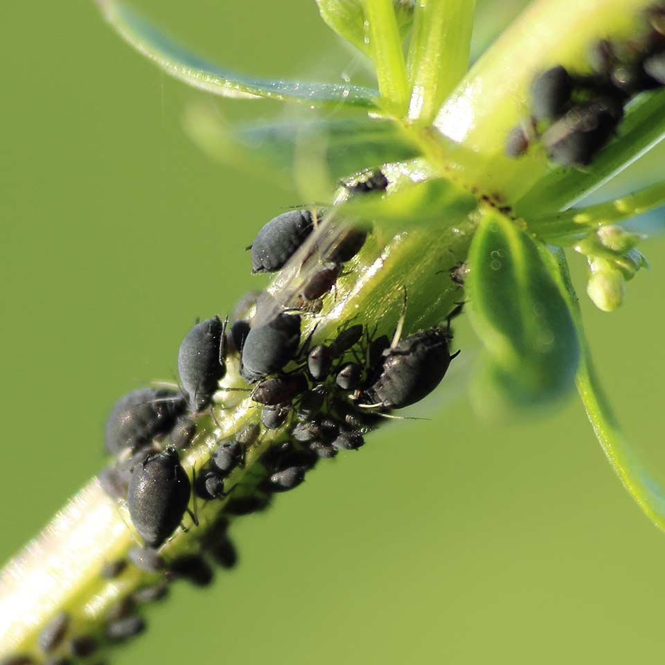 Fungi controlling insect pests