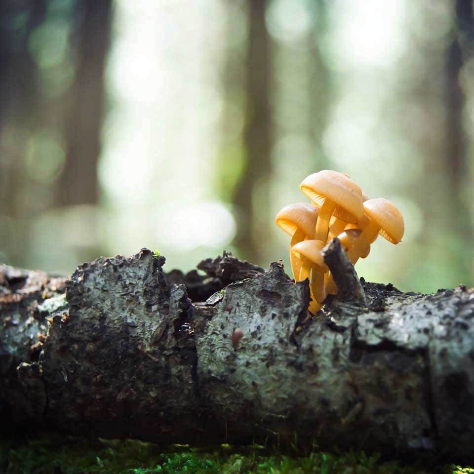 Fungi protecting tree roots from disease