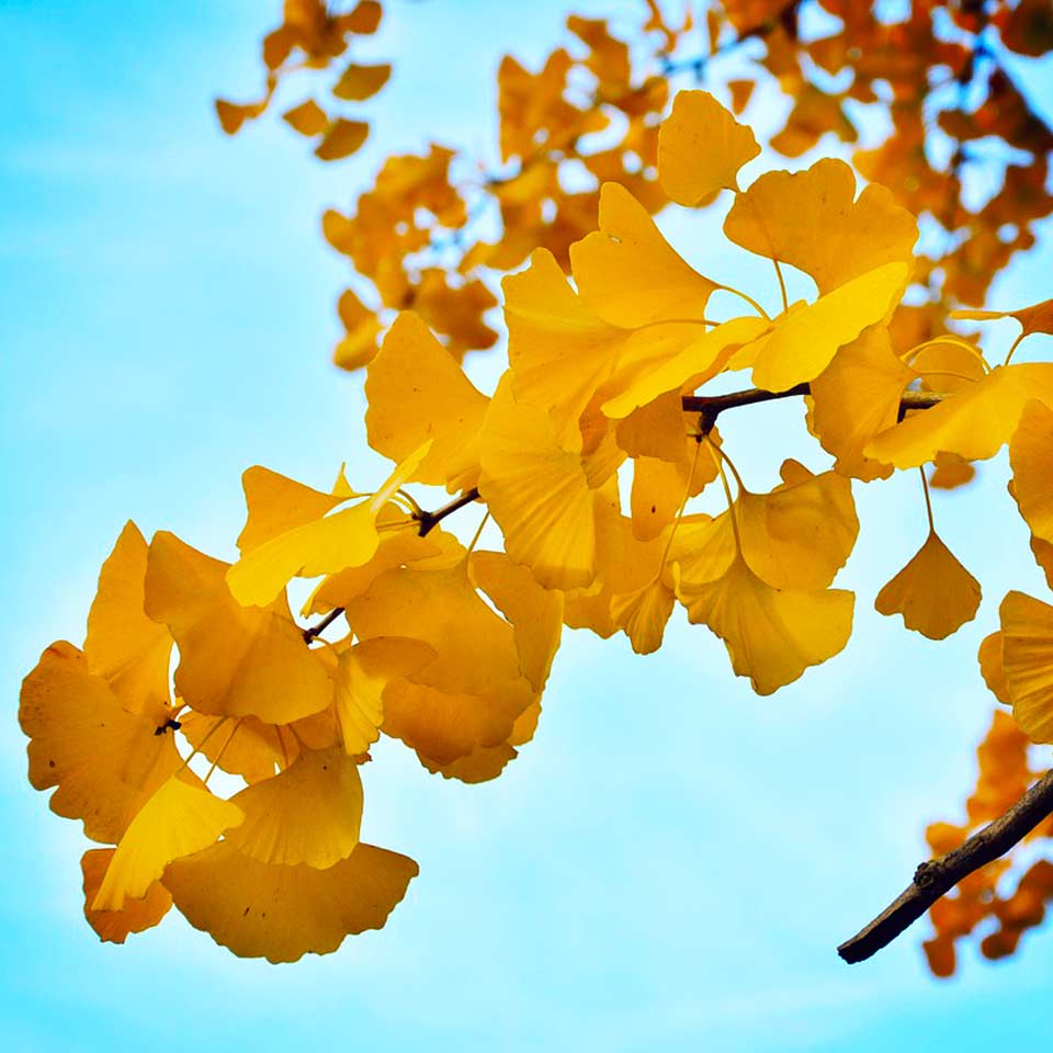 Gingko tree leaves, representing resilience and longevity