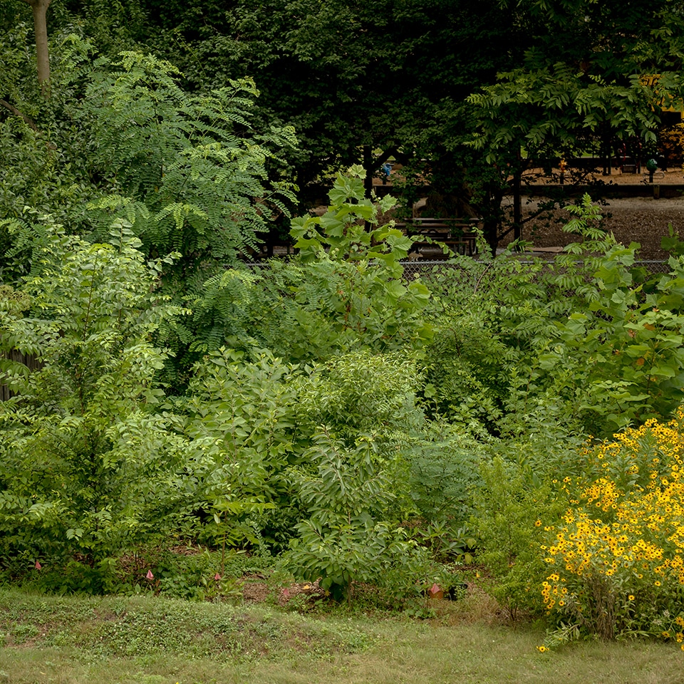 High density pocket forest with flowering plants