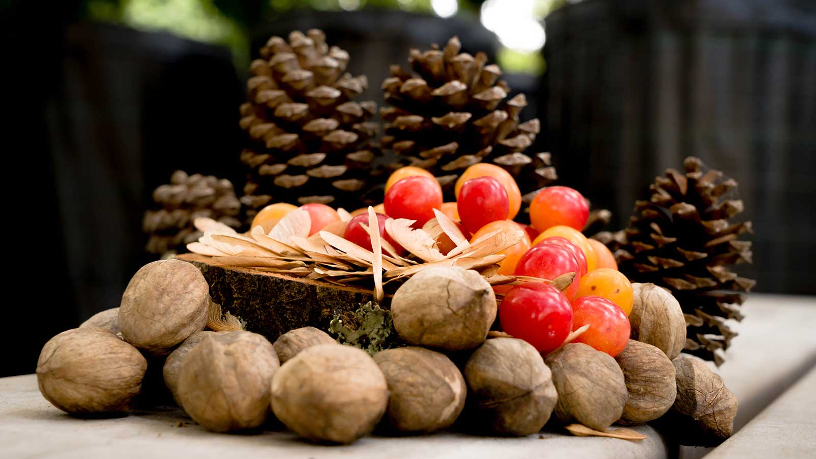 Collected native tree seeds for Project Pando