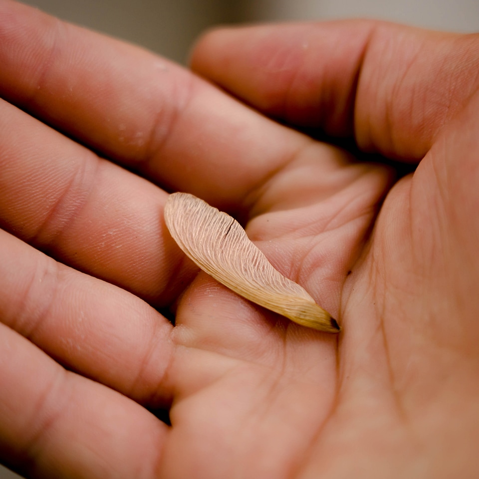 How to collect native tree seeds, illustrated with hands and seeds
