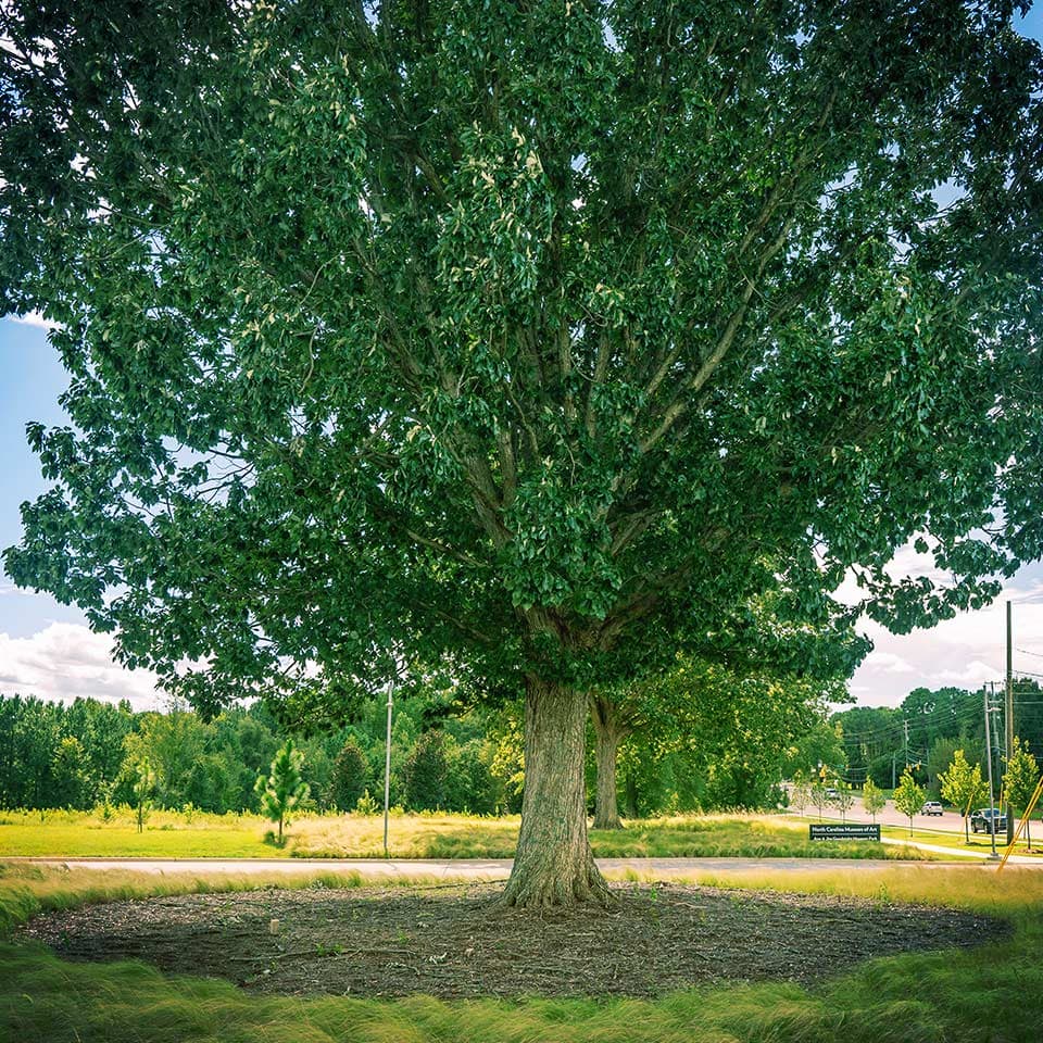 Proper mulch width around tree base