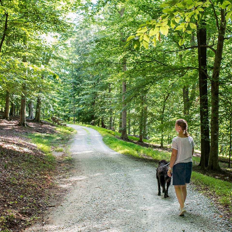 Children playing under trees, illustrating health benefits