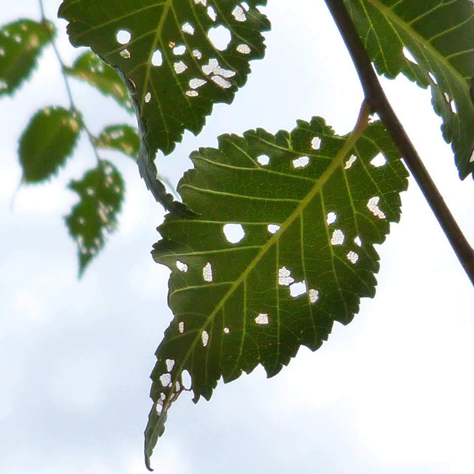 Leaf with insect chew marks, pest damage