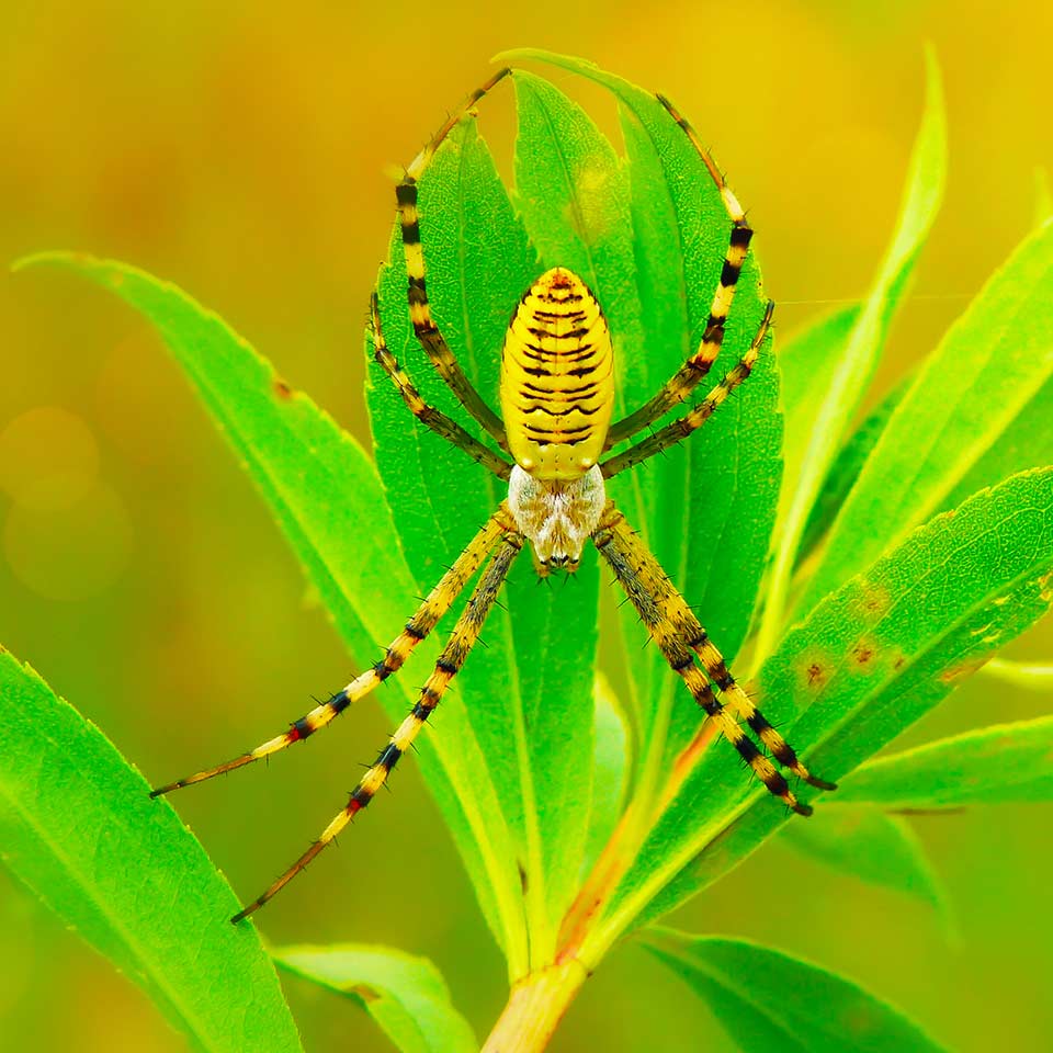 Colorful beetle, example of insect diversity in yard