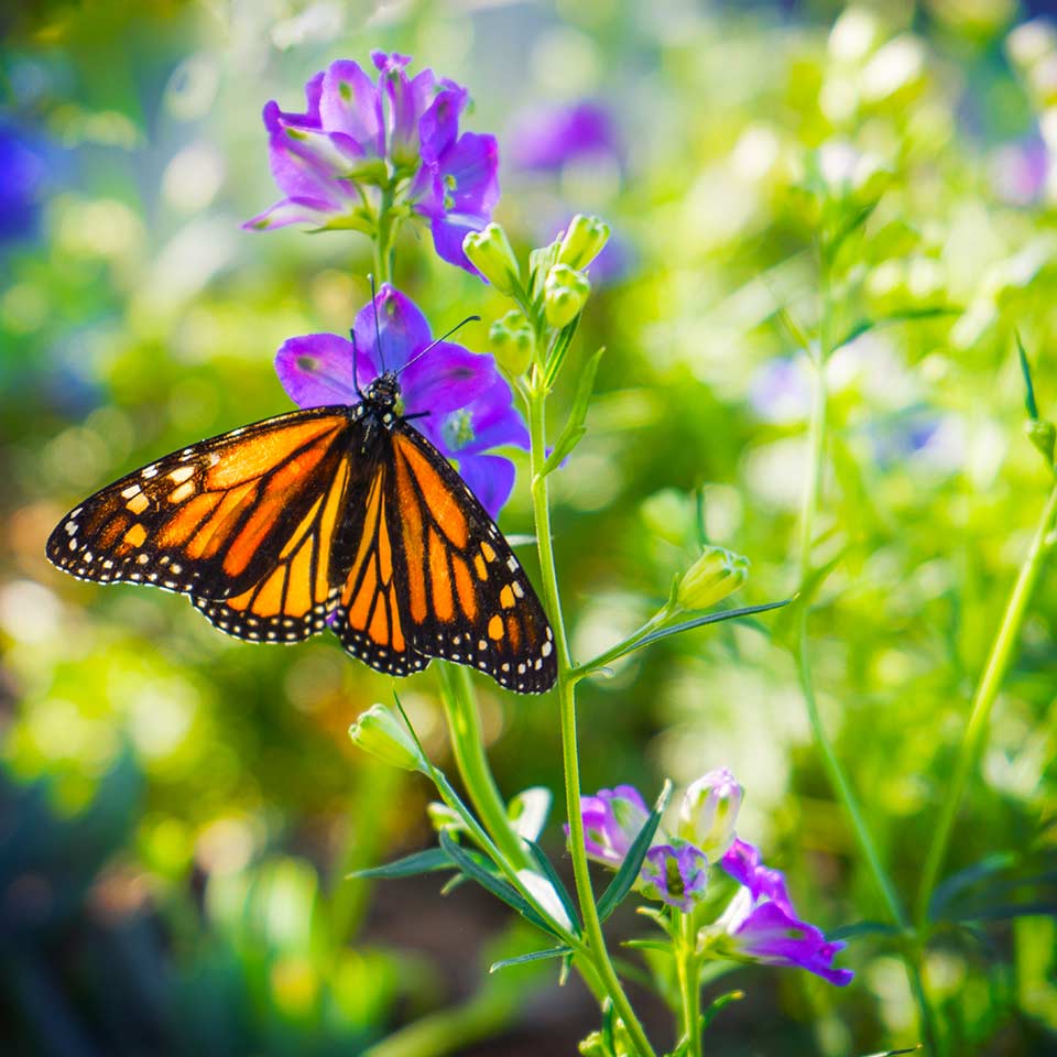 Monarch butterfly, example of declining insect populations