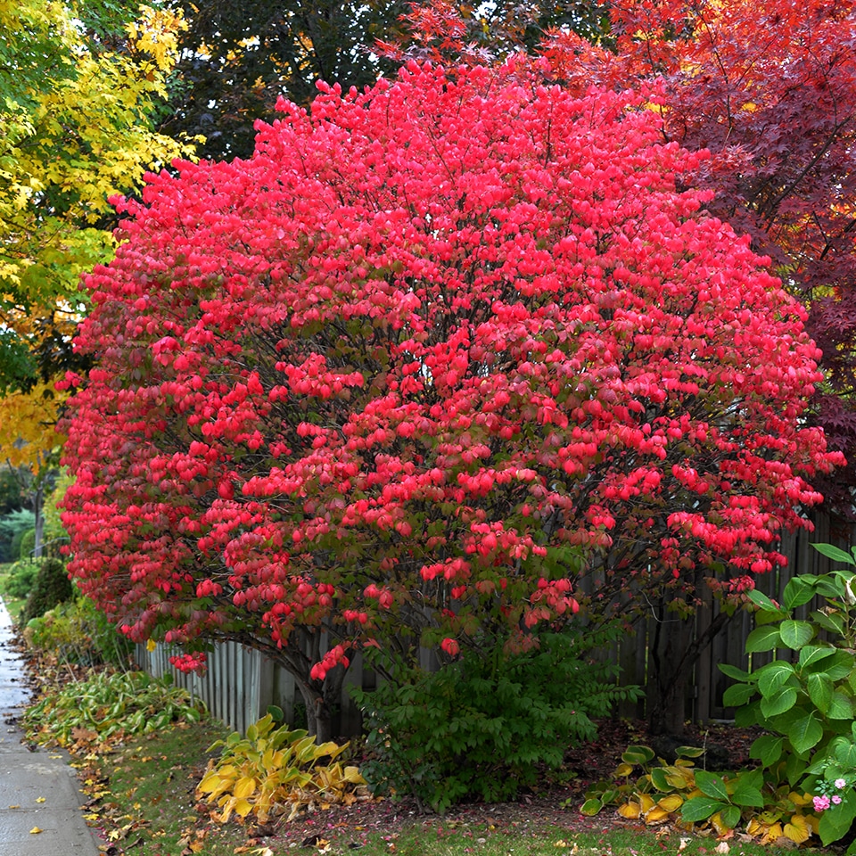 Burning Bush, invasive shrub forming dense thickets