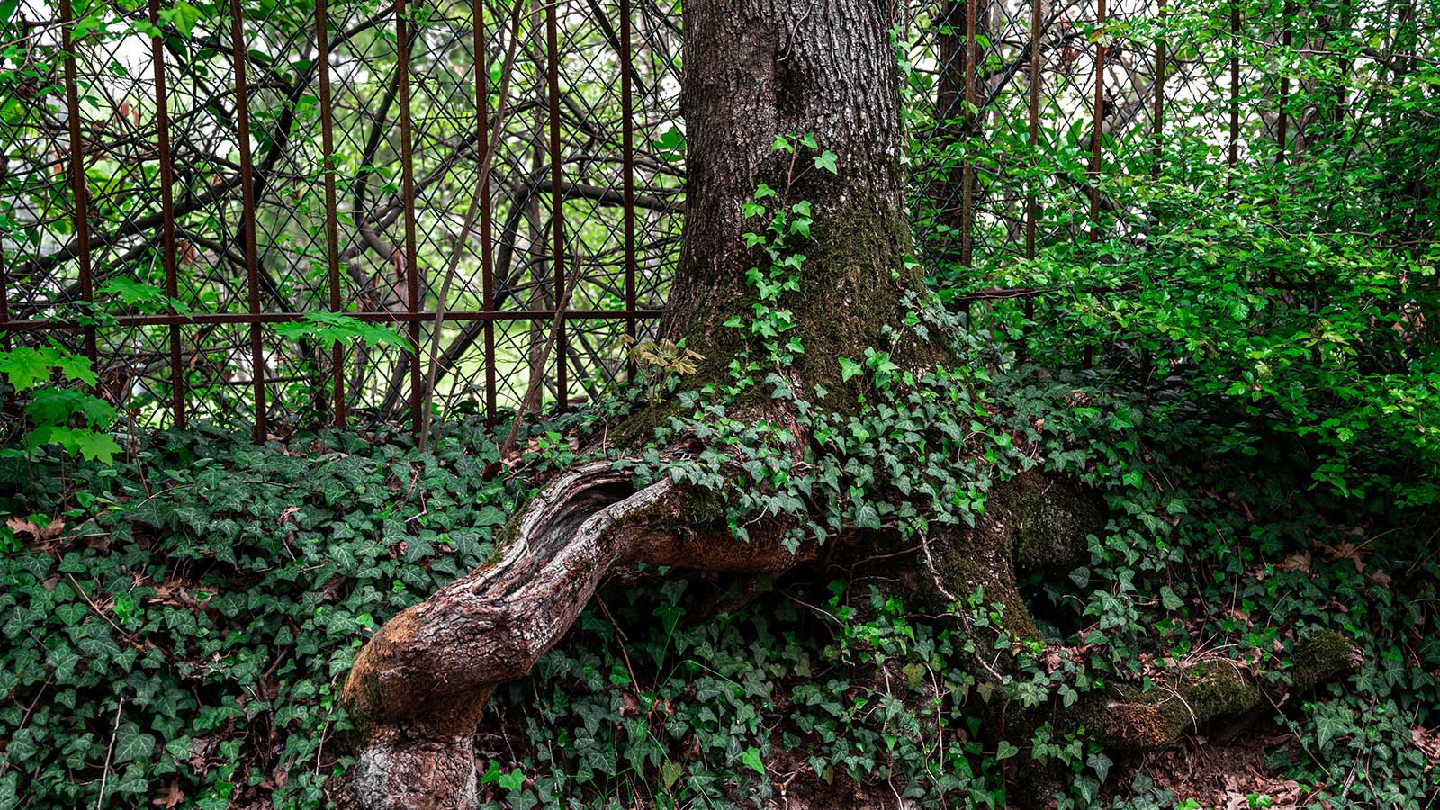 English ivy climbing up a tree trunk, showing invasive plant damage.